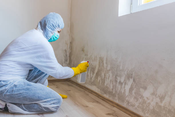 Licensed Black Mold Remediation service in Green Cove Springs, FL - Car Mold Remediation