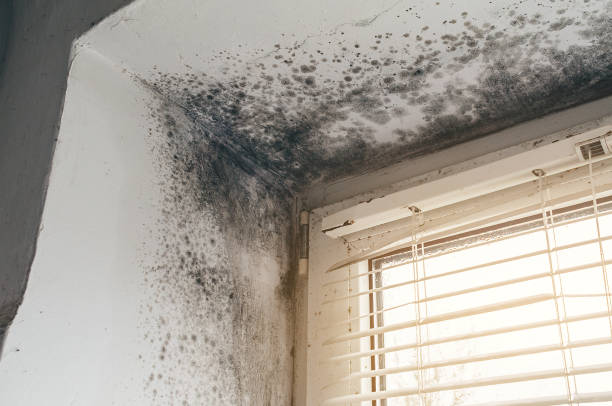 Affordable Black Mold Remediation solutions in Green Cove Springs, FL
