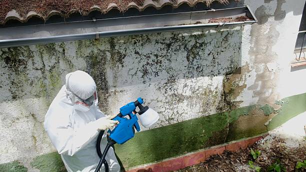 Top rated local Black Mold Remediation specialists in Green Cove Springs, FL